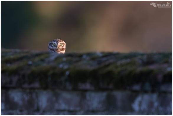 A photo of a little owl peeking over an old stone wall, late evening, in North Norfolk.