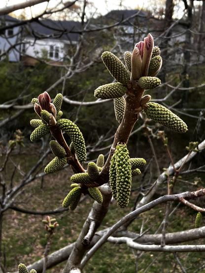 Closeup of the end of a branch with several clusters of small green walnut blooms that look kind of like tiny pinecones.