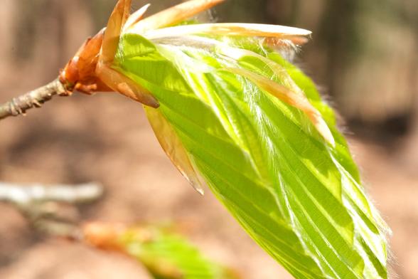 Een close-up van een jong, ontvouwend beukenblad aan een tak. Het blad is levendig, lichtgroen met zichtbare strepen. Delen van het blad hebben nog een zachte, donzige, lichtbruine/perzikkleurige tint waar het blad zich nog ontvouwt. Het blad is diagonaal over de afbeelding geplaatst, met de stengel en de ontvouwende delen zichtbaar. De achtergrond is een wazige, onscherpe lichtbeige-bruine bosbodem. De belichting is helder en het zonlicht werpt highlights op het bladoppervlak, wat een gevoel van frisheid en levendigheid creëert. Het perspectief is vanuit een licht verhoogd perspectief, met de nadruk op de complexe details van het blad. De stijl van de afbeelding is naturalistisch en gedetailleerd en toont de delicate stadia van nieuwe lentegroei. De compositie richt zich op de textuurnuances en de dynamiek van de bladgroei, met zacht licht, wat de natuurlijke processen van de lente benadrukt. Zichtbare bruine stengels en takdelen zijn op de voorgrond te zien.