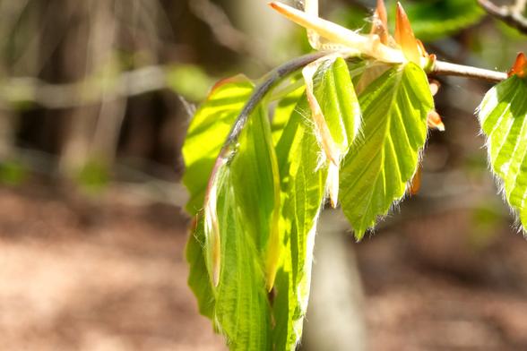 Close-up van nieuwe lenteblaadjes aan een tak. Verschillende tere, heldergroene blaadjes ontluiken uit kleine, roodbruine knoppen. De blaadjes hebben een zachte, donzige textuur en het licht accentueert hun fijne details. De tak zelf is licht bruingrijs. De achtergrond is onscherp en toont een wazige bosbodem met gedempte bruin- en bruintinten. De blaadjes bevinden zich in het midden en bovenaan in het midden van de foto, en de tak strekt zich uit naar links- en rechtsboven. De blaadjes zijn licht overlappend naar beneden gericht. De belichting is helder en zonnig, waardoor er zachte schaduwen op de blaadjes vallen. De algehele indruk is er een van nieuw leven en frisheid.