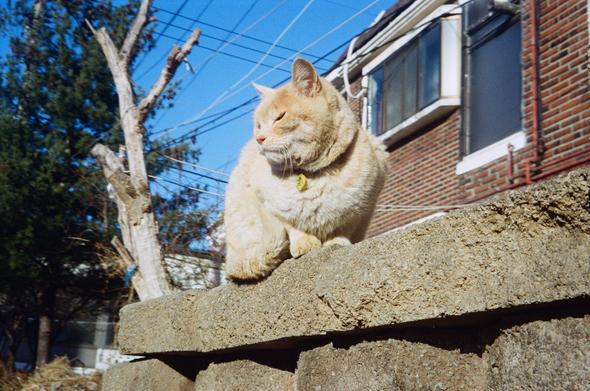 옹벽 위에 올라앉은 집고양이 '아지'가 어딘가를 바라보고 있다.