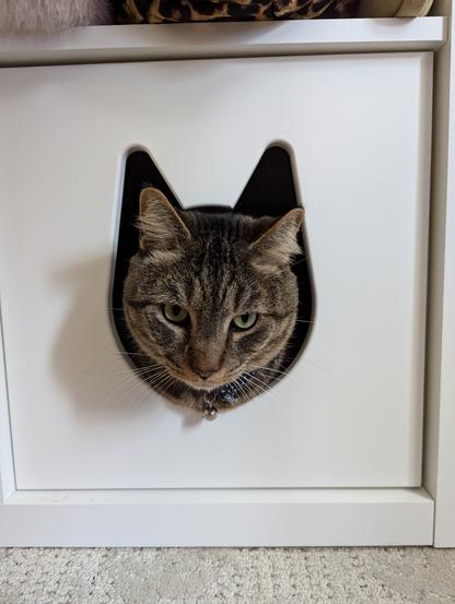 A tabby cat's head sticking out of a cat head shaped hole in a white cabinet.