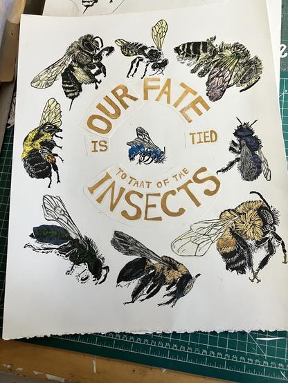 As described, this is my 16” x 20” print with a ring of bees plus one in the middle with collaged text in bronze. Clockwise from top: two leaf cutter bees (Megachile relativa and M. brevis), blue orchard mason bee (Osmia lignaria), the rusty patched bumblebee* (Bombus affinis), a sweat bee (Agapostemon sericeus), eastern carpenter bee (Xylocopa virginica), the common eastern bumblebee (B. impatiens), a long-horned bee (Melissodes sp.) and centre:  eastern snail-shell nesting bee (O. conjuncta). The text reads “Our Fate is Tied to that of the Insects” in a ring around the assorted bees.