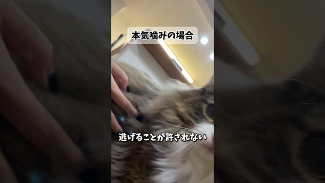 ノルウェージャンの本気噛み・甘噛み比較　#ねこ #猫 #ノルウェージャンフォレストキャット #ノルウェージャン #北欧猫