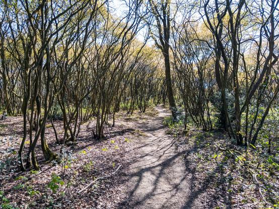 A wooded path surrounded by trees in Huizen, Netherlands.