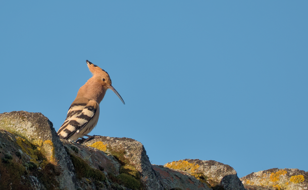 Une huppe fasciée (oiseau orange, noir et blanc avec une huppe erectile et un bec fin et long) sur un pied