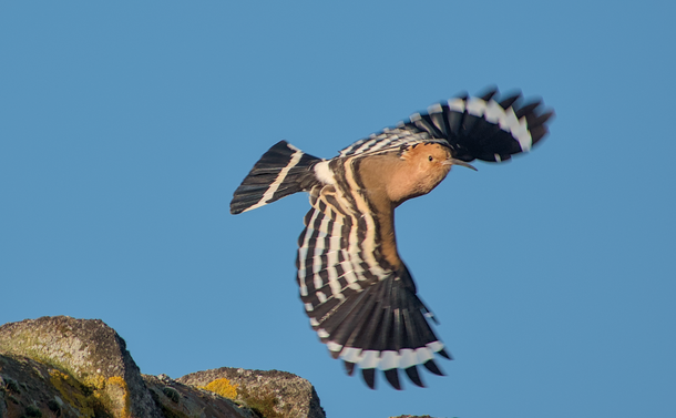 Une huppe fasciée en vol avec ses ailes noires et blanches à motif rectiligne