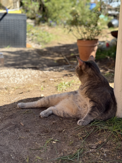 Cat sitting on the floor in a garden, looks a bit funny as it’s an unusual position.