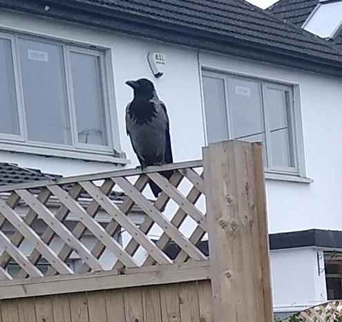 a hooded crow perched on a fence waits for me to drop food