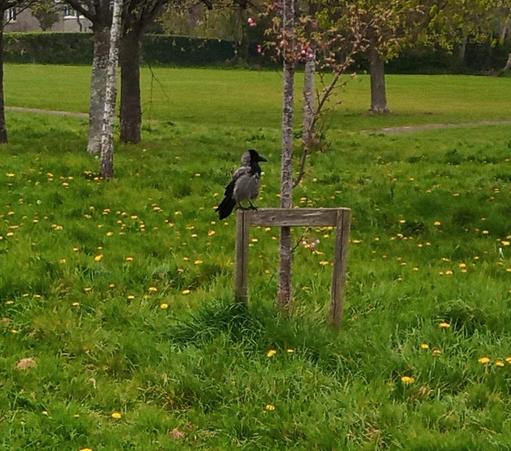 a hooded crow sits on a wooden frame supporting a sapling in a green space. just landed as I walked by as crow is hoping for food.