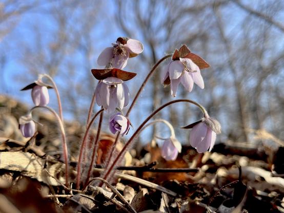 Pale purple flowers droop from bendy stems emerging from last year’s leaf litter. In the background, leafless branches against a brilliant blue sky.