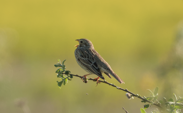 Un bruant proyer (petit passereau marron clair et sombre et un petit bec) sur une branche. Il ouvre son bec en grand pour chanter.