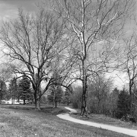 A slender sycamore reaches its white branches to the gray sky.