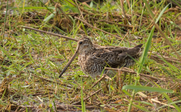 Une bécassine des marais (un petit oiseau u peu dodu avec un tête ronde et un long bec fin) dans les herbes en bord d'un étang.
