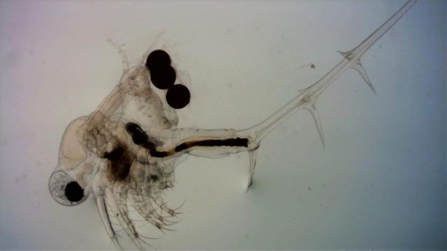 A microscope image of a crustacean zooplankton with a bulky body, a large distinct black eye, and three very black balls on its back. An extremely long very spiny tail extends from it. Spiny Waterflea, Bythotrephes longimanus. Photo Kelly Bowen, DFO. CC BY-SA 3.0.