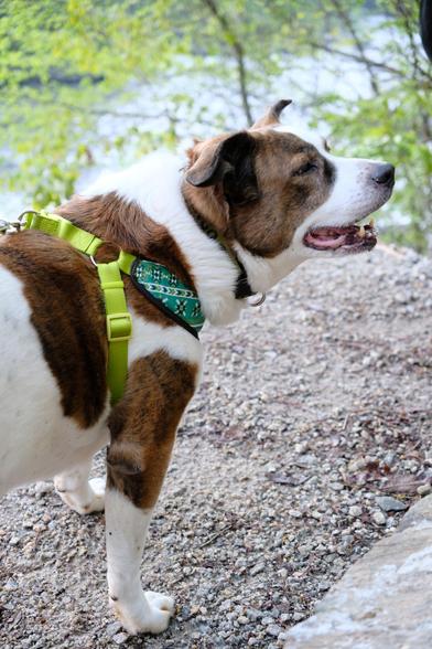 A white and brown dog looking up toward top right with his mouth slightly open, by a creek seen far back at top through green leaves