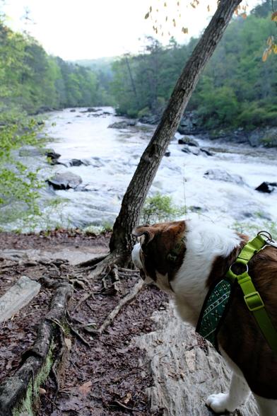 A white and brown dog looking at rushing water in a creek right in front of a thin tree trunk