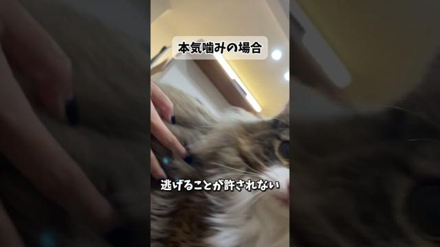 ノルウェージャンの本気噛み・甘噛み比較　#ねこ #猫 #ノルウェージャンフォレストキャット #ノルウェージャン #北欧猫