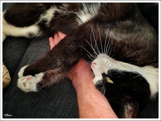 Bildbeschreibung:
BeKa hat sich ganz dicht an meinen Arm gekuschelt.