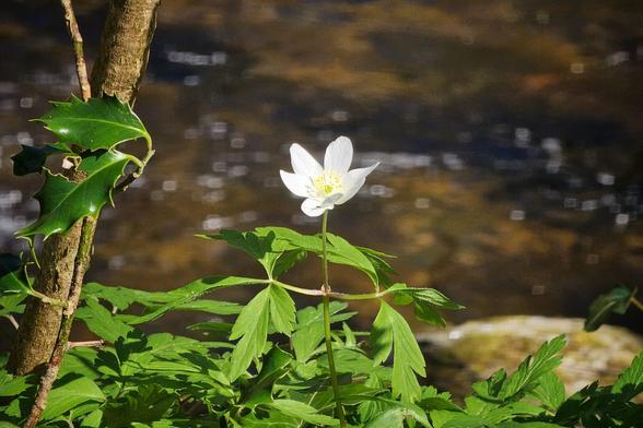 A single white wood anemone flower with a yellow center stands amongst green leaves near a tree trunk and blurred flowing water behind.