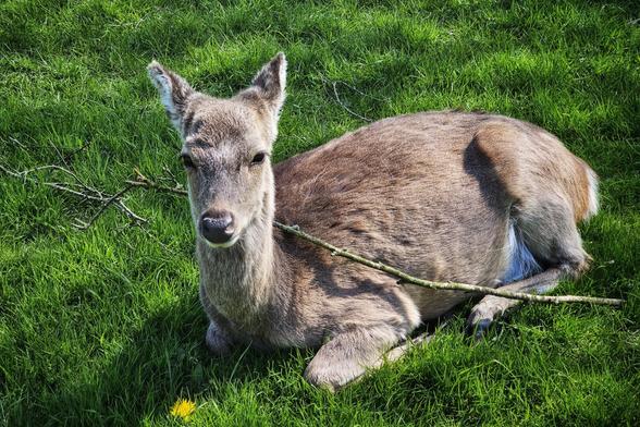 A young red deer lies down in bright green grass, looking towards the camera with a calm expression. It seems oblivious to a fallen branch that rests across its body.