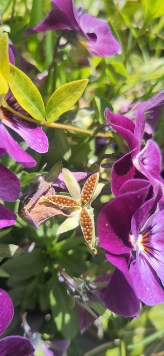 The tri-pod structure of the seedbox of violets with the golden seeds tucked neatly in the green pods. Surrounded by the purple-yellow petals of the violet flowers of the plant.