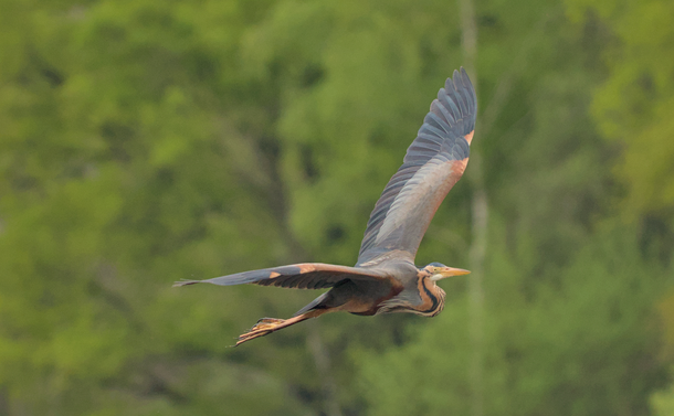 Un héron pourpré (grand oiseau échassier avec un long cou et un bec long et pointu, avec un plumage marron, et noir violet) en vol