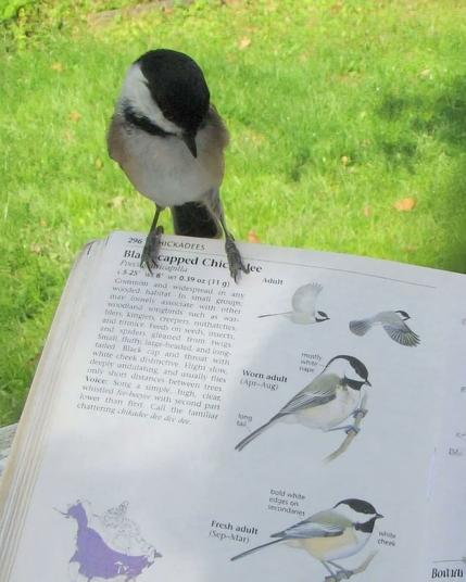 Checking for errors.

An open ornithology book against a green lawn. Open to a book on black capped chickadee.  To the left print about the little bird, to the right diagrams for identification.  Sitting on the upper left of the book is a Carolina? Chickadee looking down at the page as if checking for errors, which if it is a Carolina chickadee, is incorrect,  the chickadee has a grayish buff chest, a bit of a black band showing beneath the chin, white cheek strip and black cap, black bill.  Apology bird watchers if I got the id and terminology wrong.
