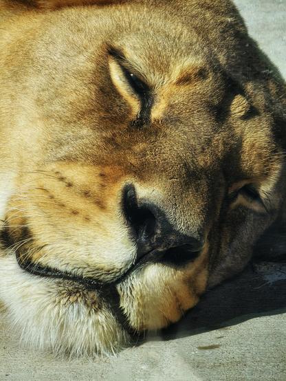 A close-up shot of a lioness's face as she sleeps peacefully, with her eyes partially closed and her head resting on a surface. The sunlight highlights her golden fur.
