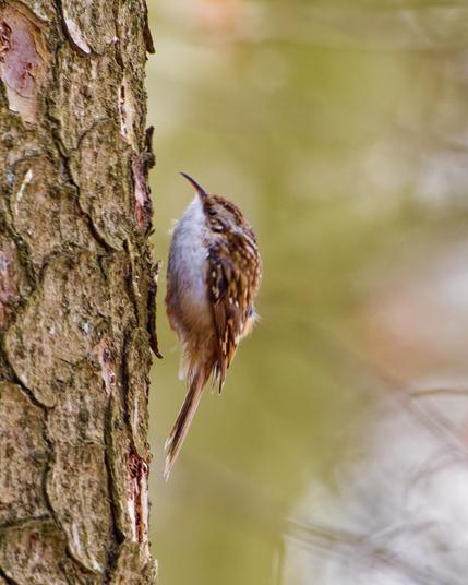 A treecreeper vertikal on a tree 
With feet tucked in
Looks like the bird is magicaly hovering