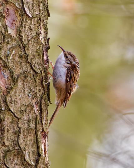 Now with the feet on the tree