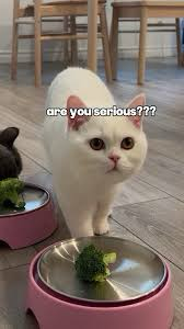 Two cats, one black one white, are pictured near their cat bowls, which each feature a broccoli floret. It’s captioned Are you serious??? The white cat stares at the camera in insulted approach.