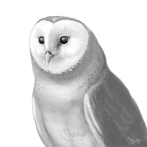 A black and white sketch of an adult barn owl.