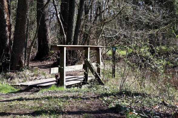 Auf dem Bild sehen wir eine Waldszene mit ein paar dicken und wenigen dünnen Baumstämmen; mittig links ist eine Holzbrücke über einen kleinen Bach, im Vordergrund ein Weg.

Irgendwo hat sich Max Horn, unser kleiner Plüsch-Held mit der Regenbogenmähne und dem pinken Horn, versteckt.