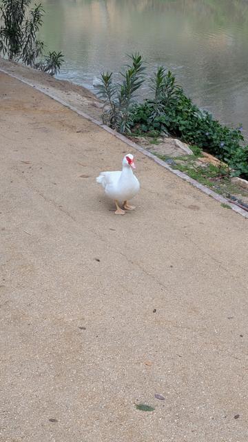 Un pato blanco con la parte de los ojos de color rojo