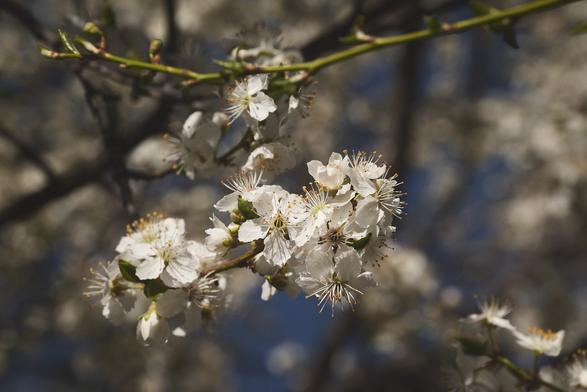 A close-up image of a branch with clusters of small white flowers in bloom. The flowers have delicate petals and numerous thin stamens with yellow tips. The background is softly blurred, highlighting the flowers in the foreground. The lighting suggests a sunny day, with shadows and highlights enhancing the texture of the petals.