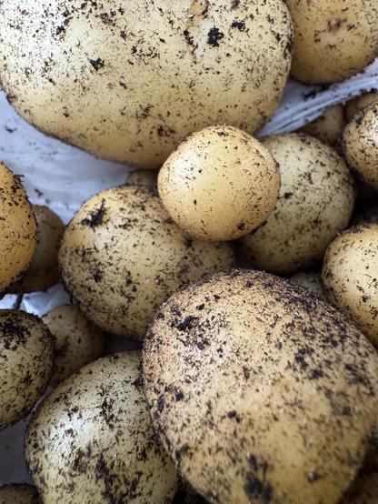 Small and midsize potatoes