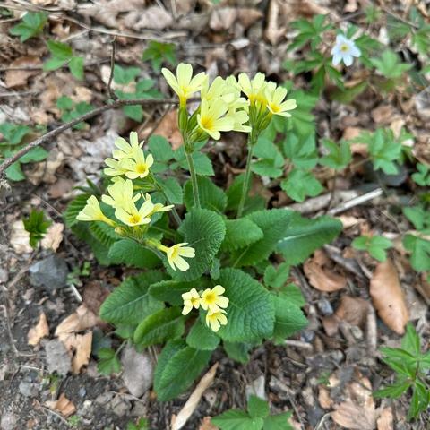 Delicate pale yellow wildflowers amongst brown forest leaves
