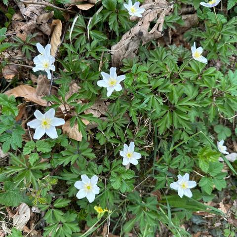 Wildflowers each with six white petals around a pale yellow center growing amongst brown forest leaf litter