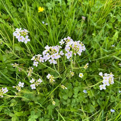 Pale lavender white flowers with pale yellow centers growing amongst the grass in a farm field