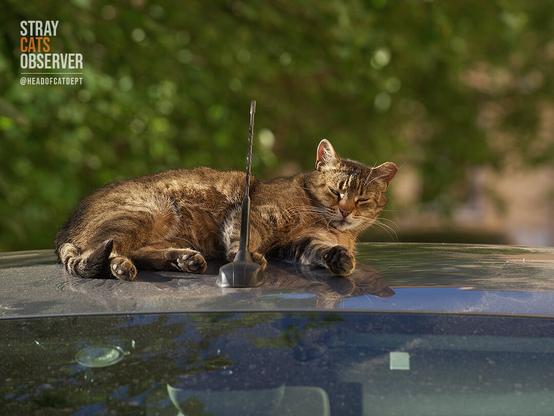Tabby cat relaxing in the sun on the roof of a car