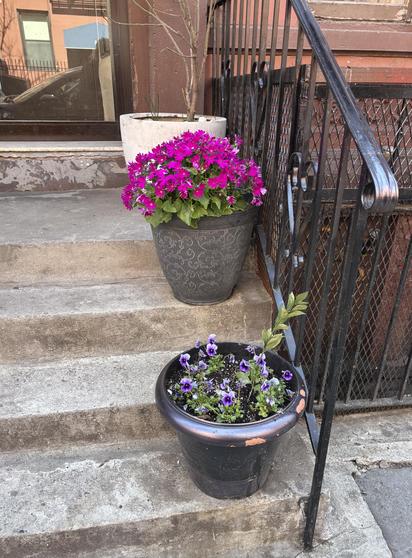 NYC front stoop. On the steps are three large pots. One has purple flowers, one pink.