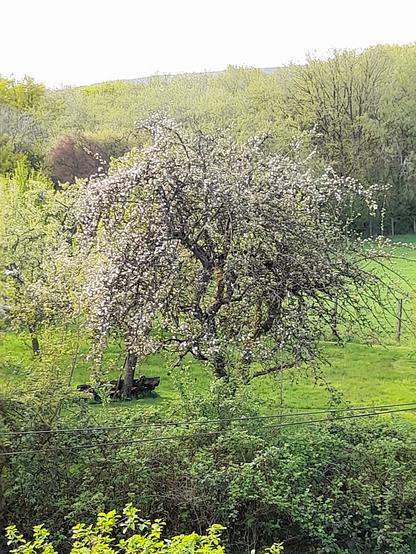 A flowering old tree in an orchard with a wooden bench. Lush green meadows and trees, in the background the forest.