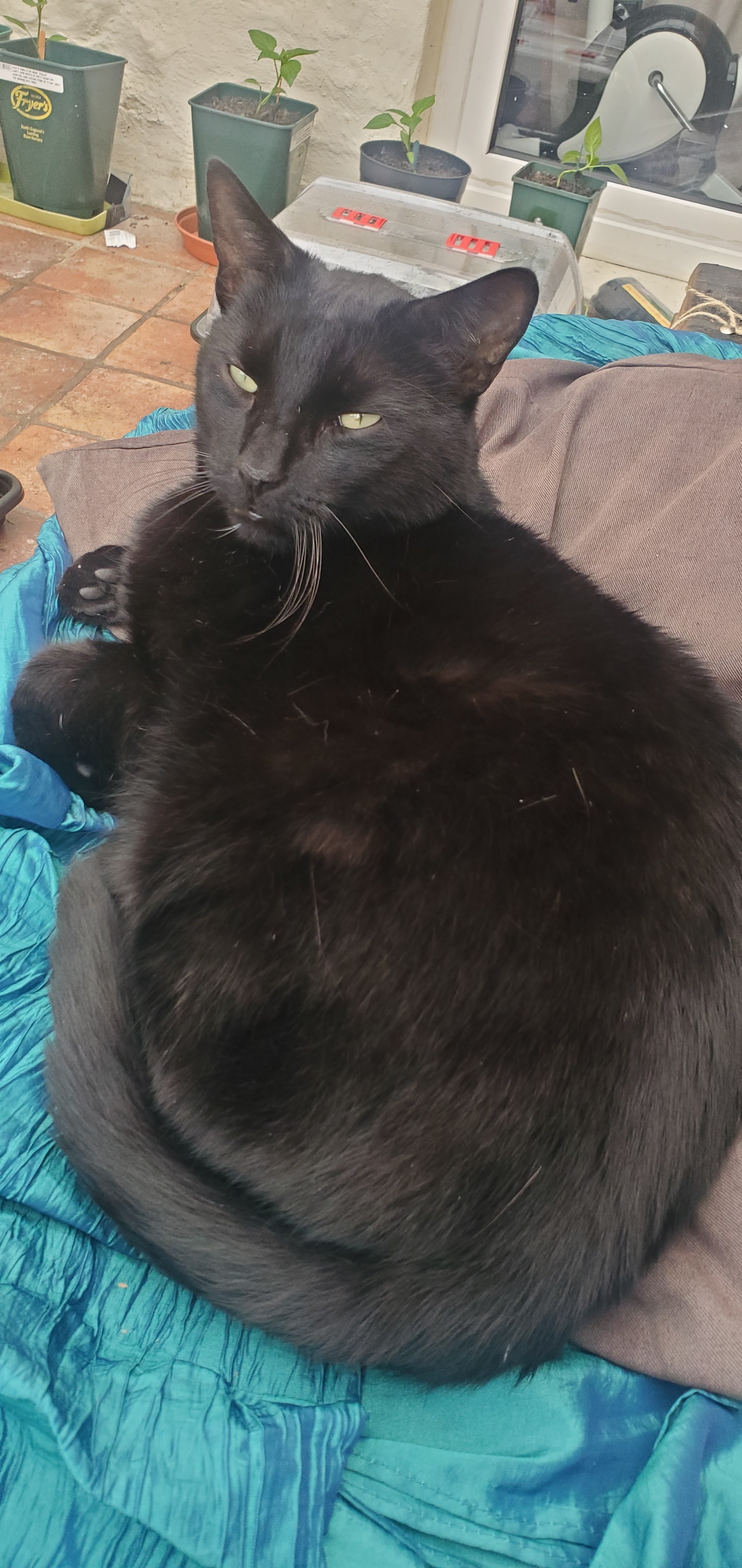 A cat, sitting in a relaxed pose, but giving the camera a stare.