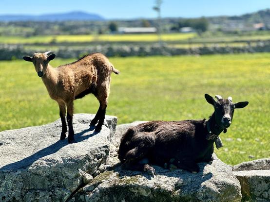Dos cabras relajadas al sol y mirando a cámara, una marrón y otra negra. El campo está verde y el cielo azul.