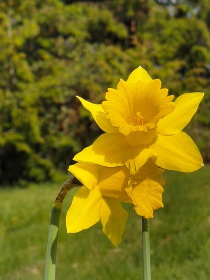 Daffodil flowers. One is facing up while the other is tucked under the first