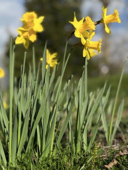 A group of daffodils