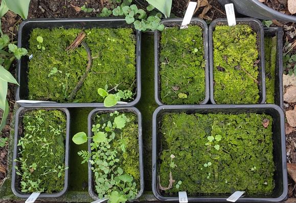 Picture of an unsuccessful trial run with winter sowing.