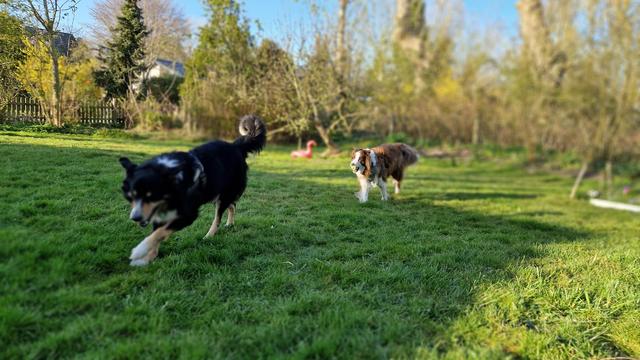 Zwei Hunde auf der sonnigen Wiese rennen
