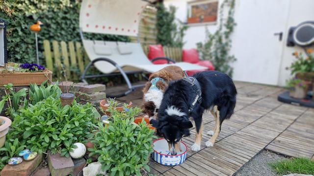 Zwei Bordercollies am Napf